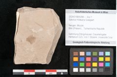 Foto (Objekt + Etikett) von Salvinia mildeana Goeppert (NHMW-GEO-2024-0188-6398)